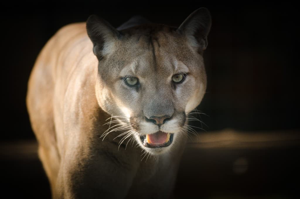 Close-up of a cougar looking directly at the camera with dramatic side lighting against a dark background