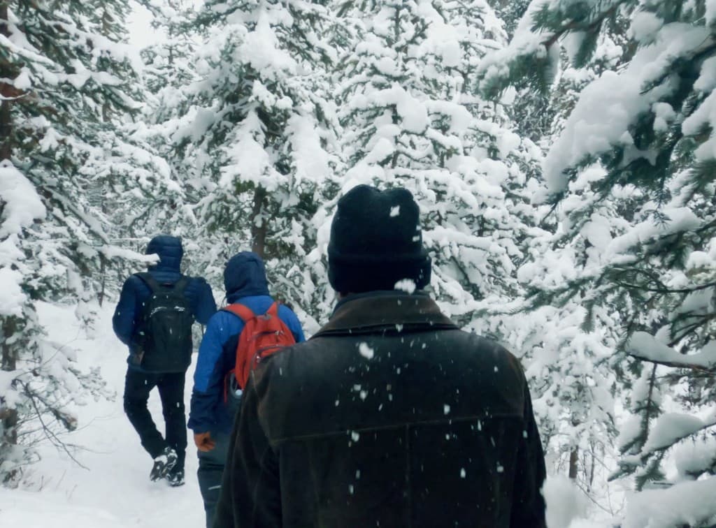 Three hikers walking through a snow-covered evergreen forest while snow falls