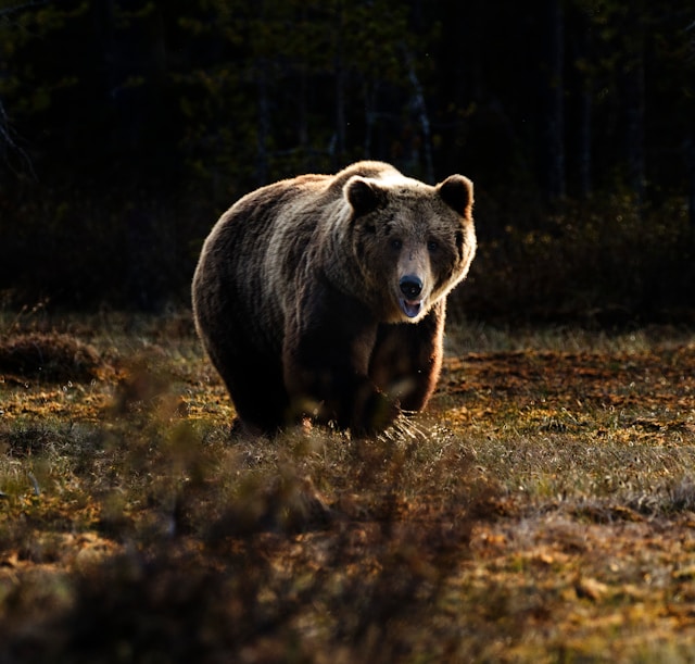 Bear Safety
