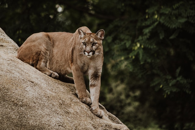 Cougar Safety